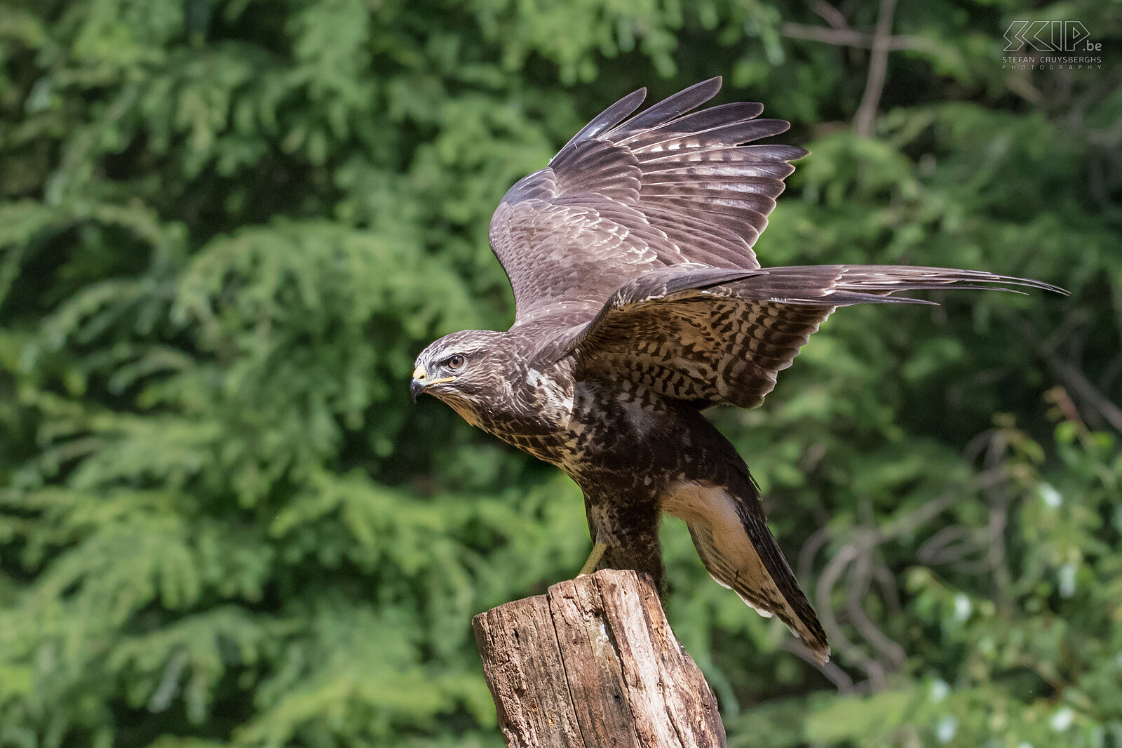 Roofvogels - Buizerd De buizerd (Common buzzard, Buteo buteo) jaagt gebruikelijk op open velden, maar nestelt zich meestal in bosranden. Normaal gesproken bestaat de prooi van een buizerd voornamelijk uit kleine zoogdieren, amfibieën en kleine vogels, maar hij is bij gelegenheid ook een aaseter.  Stefan Cruysberghs